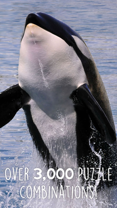 Puzzles Orca