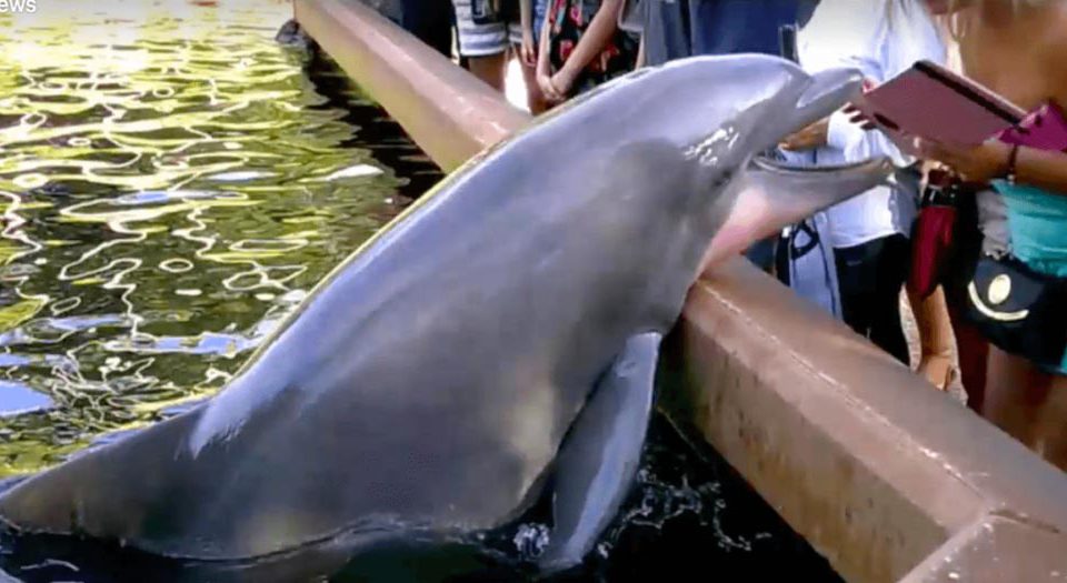 [Vidéo] un dauphin qui s'empare d'un iPad dans un parc aquatique