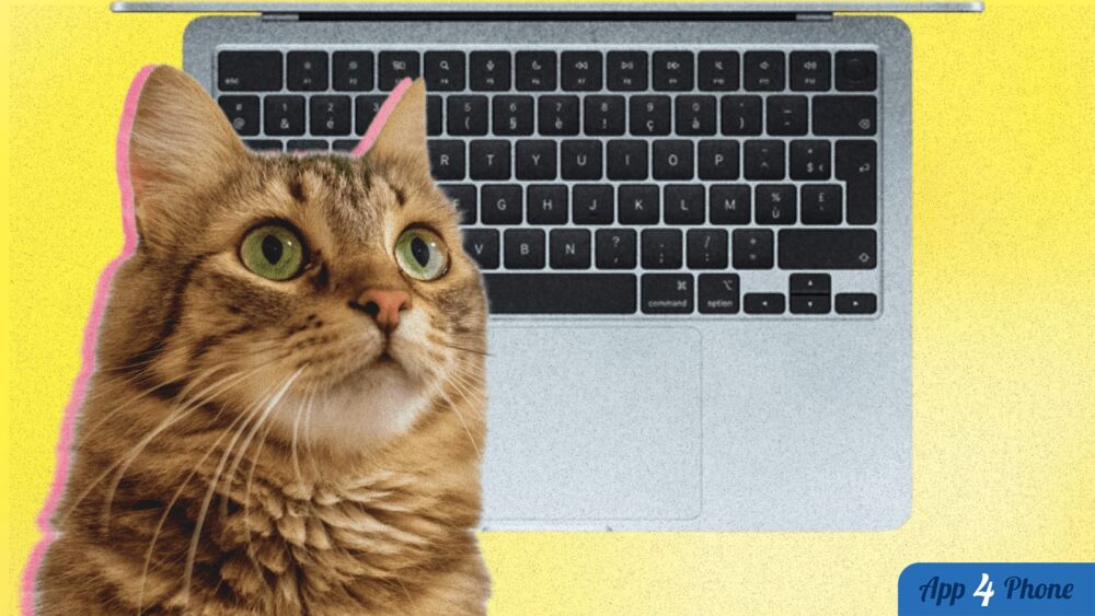 Chat devant le clavier et le trackpad d’un MacBook